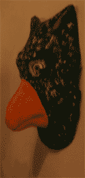 Beaky