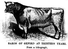 Baron of Oxford